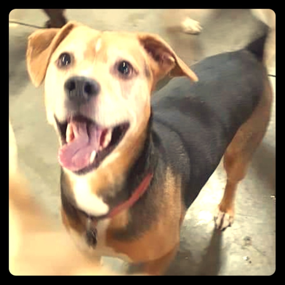 Meet your Posher, Kathy’s dog. (I’m a Pet person)